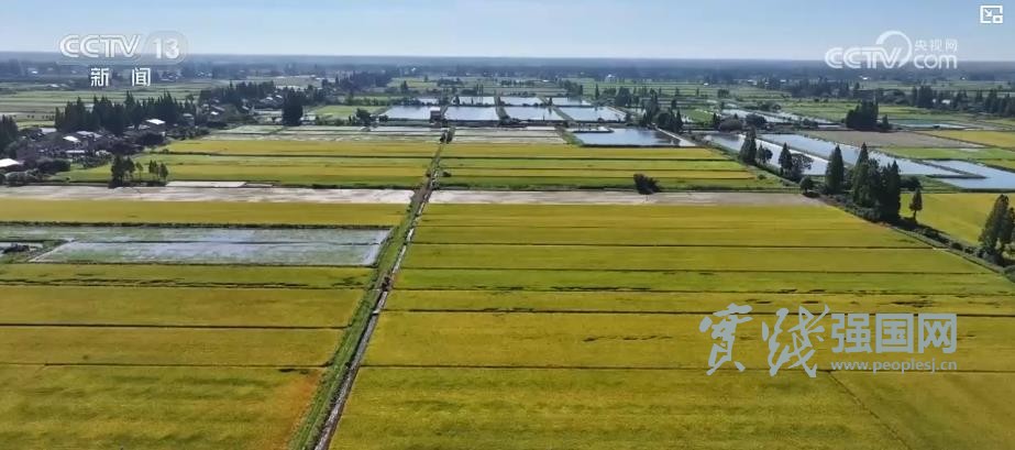 早稻收获“加速跑”：单产提升行动显成效 丰收基础稳