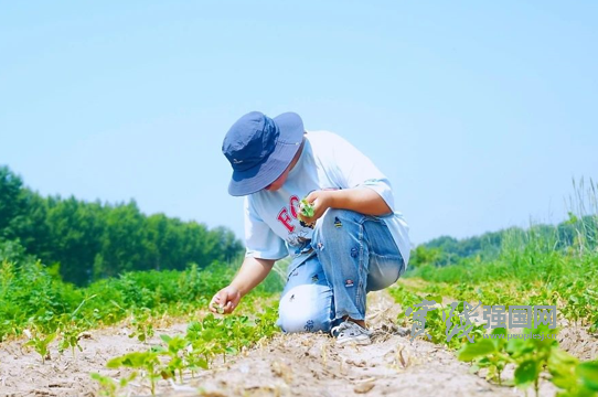 元气森林好自在发力原料端，首个红豆种植基地迎来抽苗期