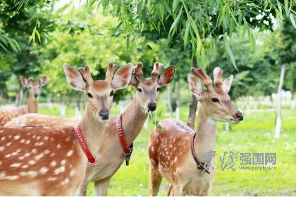 选吉D！来辽源！把夏天过成你想要的样子