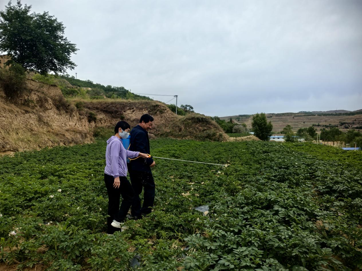 甘肃通渭县：马铃薯变致富“金蛋蛋”