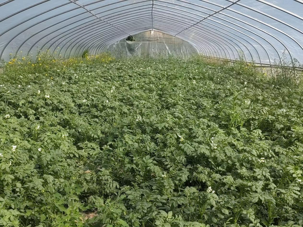 甘肃通渭县：马铃薯变致富“金蛋蛋”