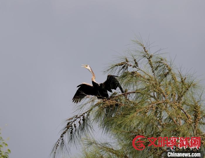 “稀客”！海南首次记录到近危物种黑腹蛇鹈