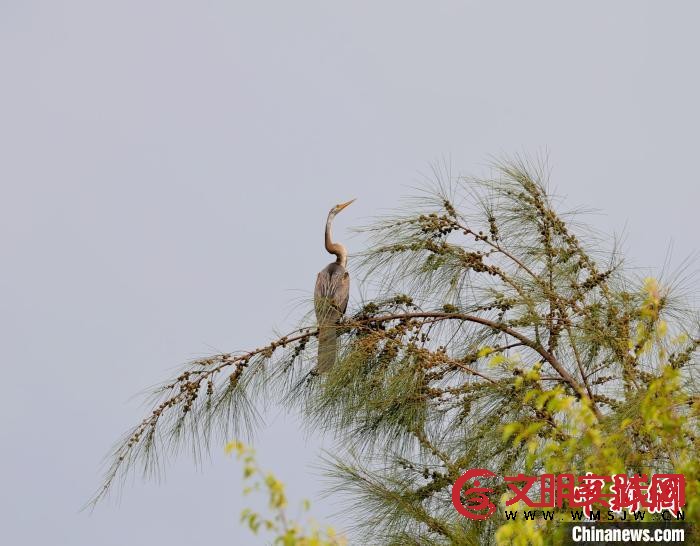 “稀客”！海南首次记录到近危物种黑腹蛇鹈
