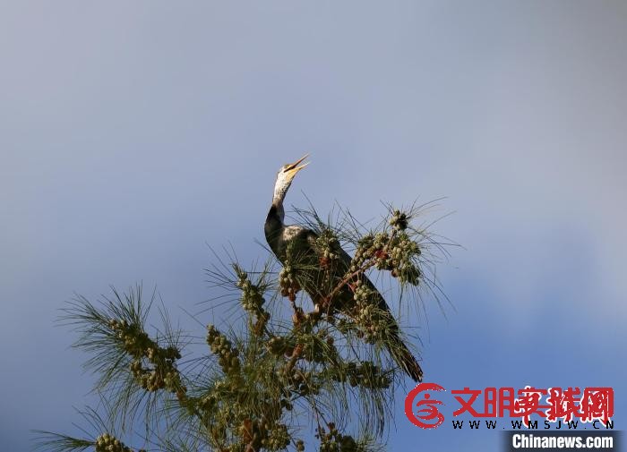 “稀客”！海南首次记录到近危物种黑腹蛇鹈