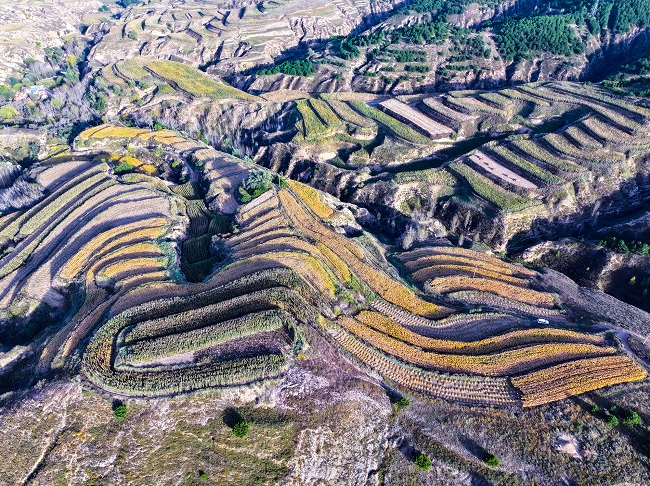 山西灵丘县田脊梁合作社有机谷子丰收 科技赋能与国际合作助推产业高质量发展