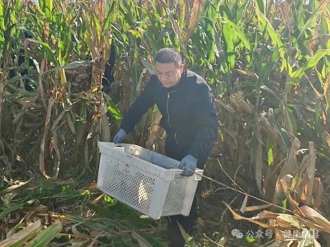 绛县卫生健康局开展“助农抢收暖民心・机关干部在行动”志愿服务活动