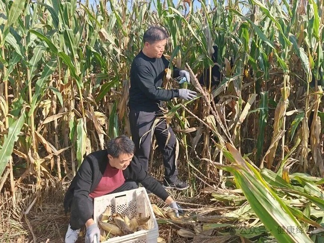 绛县卫生健康局开展“助农抢收暖民心・机关干部在行动”志愿服务活动