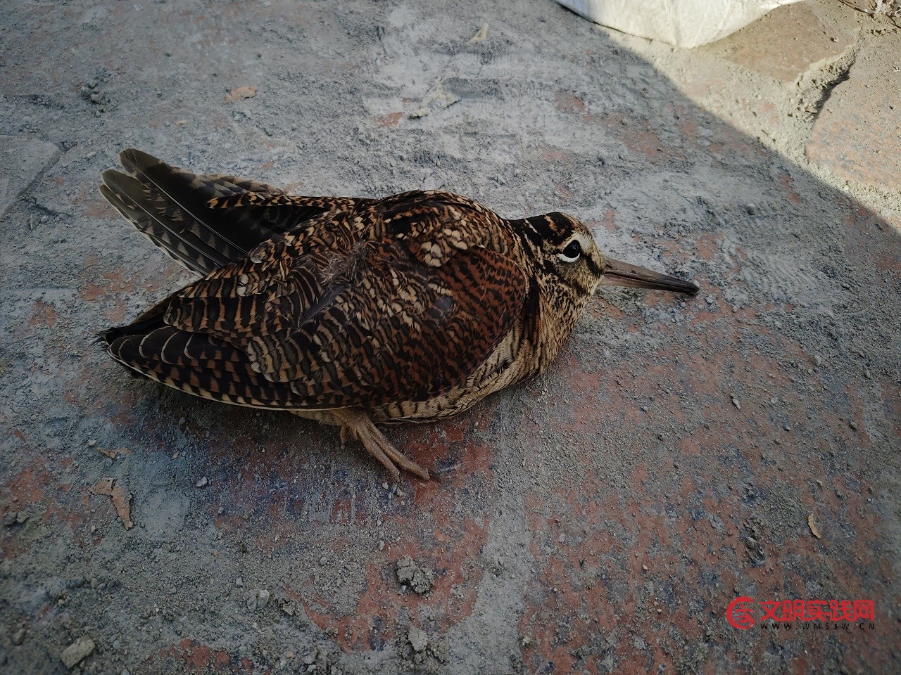 新疆和硕交警救助国家二级保护野生动物丘鹬 1.jpg