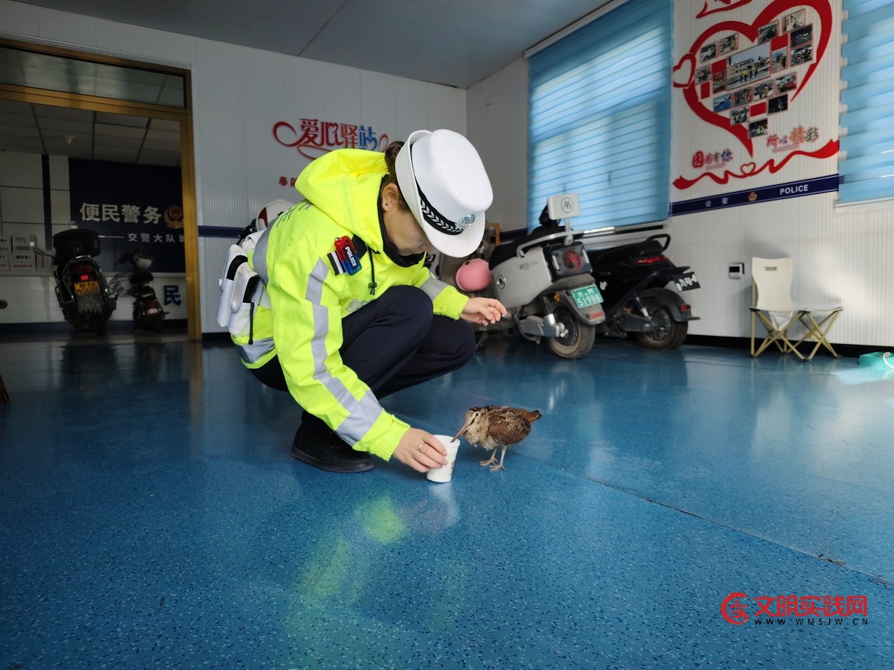 新疆和硕交警救助国家二级保护野生动物丘鹬 2.jpg