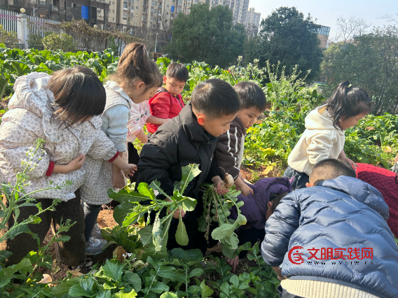 秋种冬收乐耕耘 童心收获满庭芳 image.png