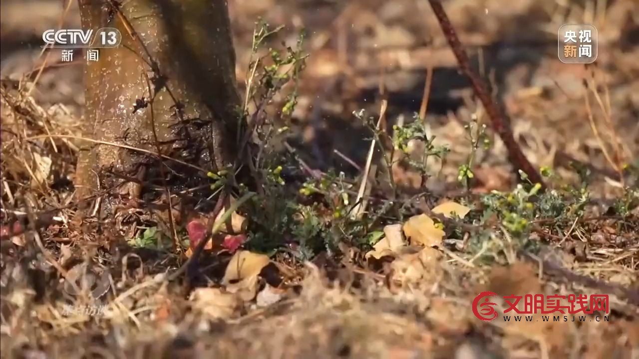 “小苹果”撬动大产业 区域协作让农产品“出山达海” “小苹果”撬动大产业 区域协作让农产品“出山达海”