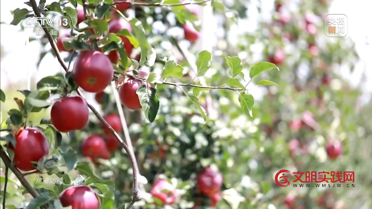 “小苹果”撬动大产业 区域协作让农产品“出山达海” “小苹果”撬动大产业 区域协作让农产品“出山达海”