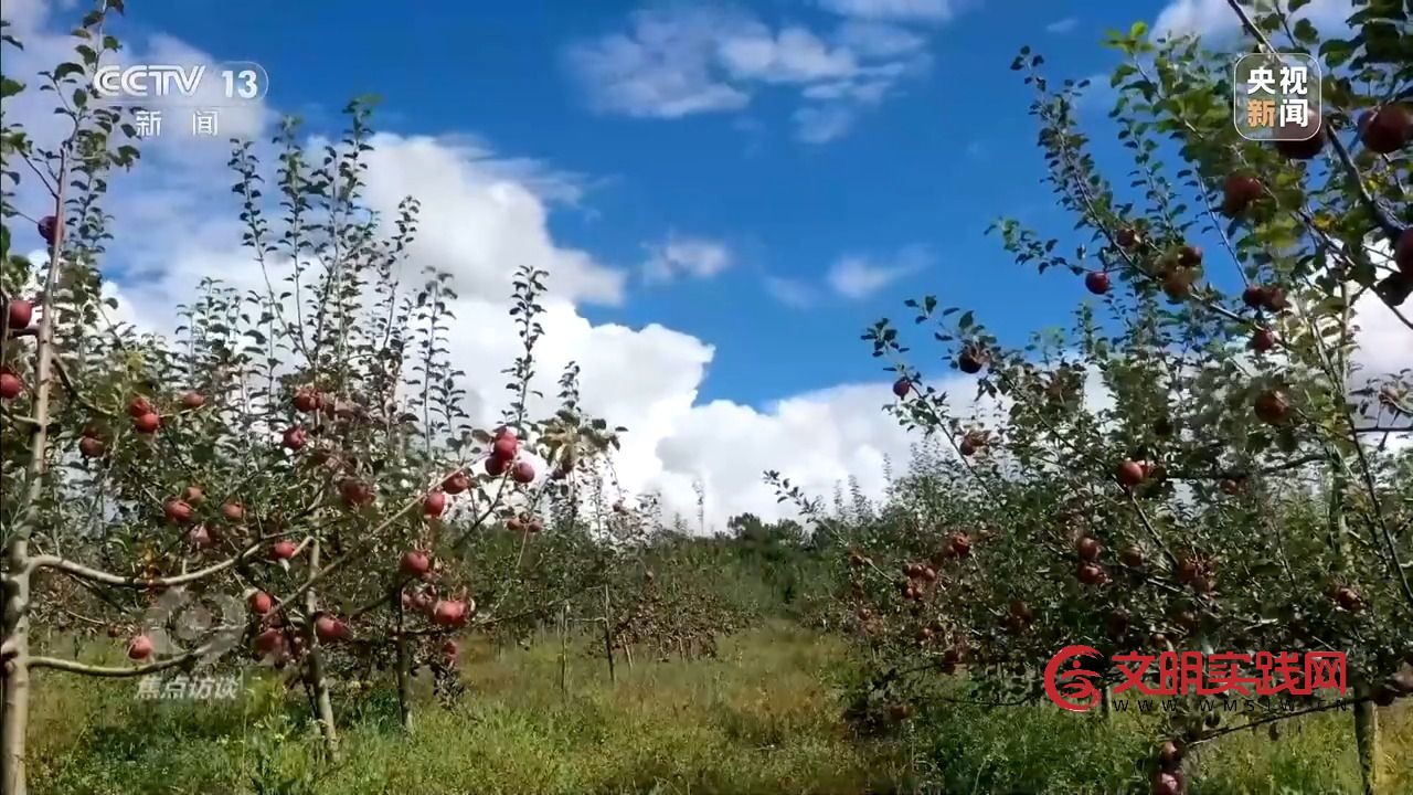 “小苹果”撬动大产业 区域协作让农产品“出山达海” “小苹果”撬动大产业 区域协作让农产品“出山达海”