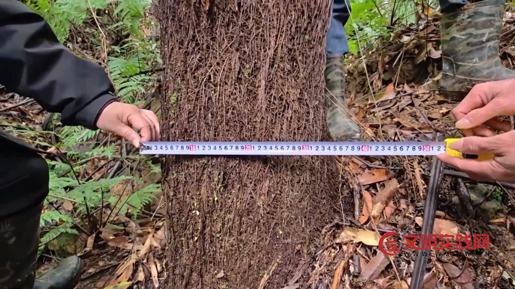 广西融安发现密集桫椤天然种群 曾是“恐龙口粮”