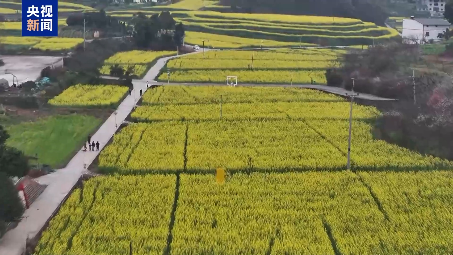 从赏花到增收 花海变“产值” 解锁春日浪漫