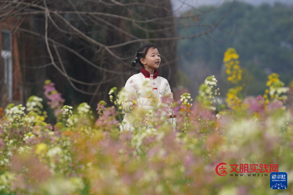 江西南昌：彩色油菜花田春光正好