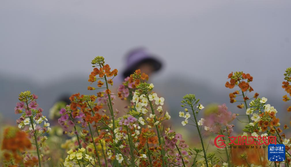 江西南昌：彩色油菜花田春光正好