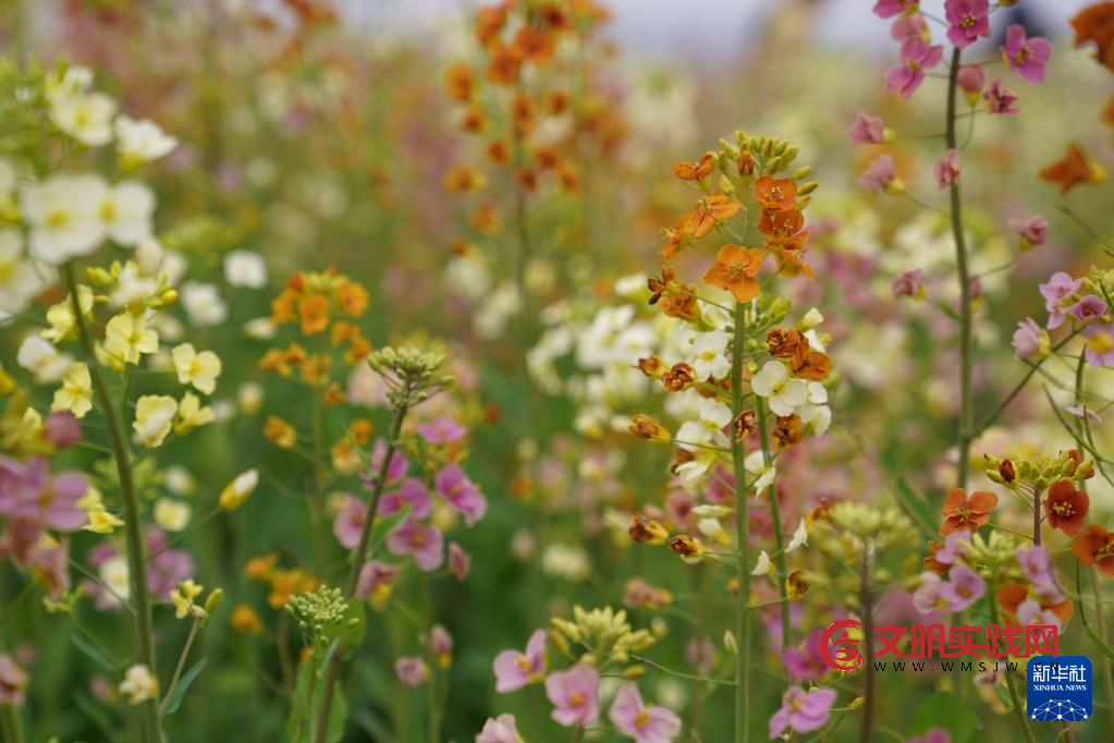 江西南昌：彩色油菜花田春光正好