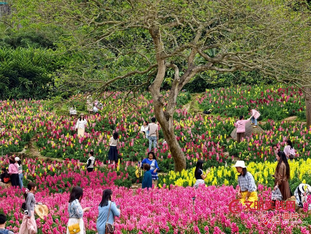 踏青赏花 乐享春光