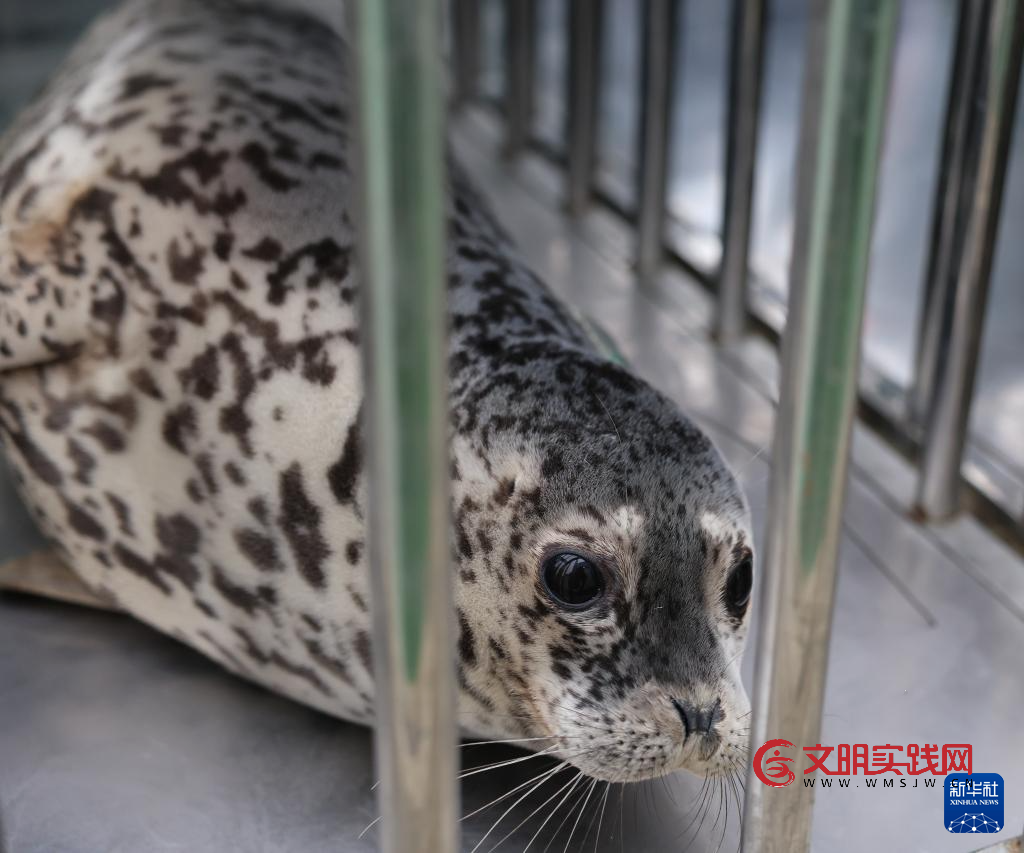 保护救助、人工繁育 我国放归5头西太平洋斑海豹