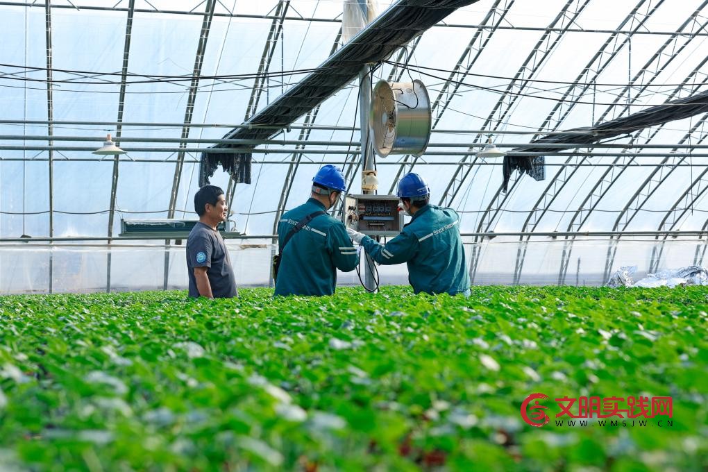 山东潍坊：“智慧农业”点亮特色产业富民路