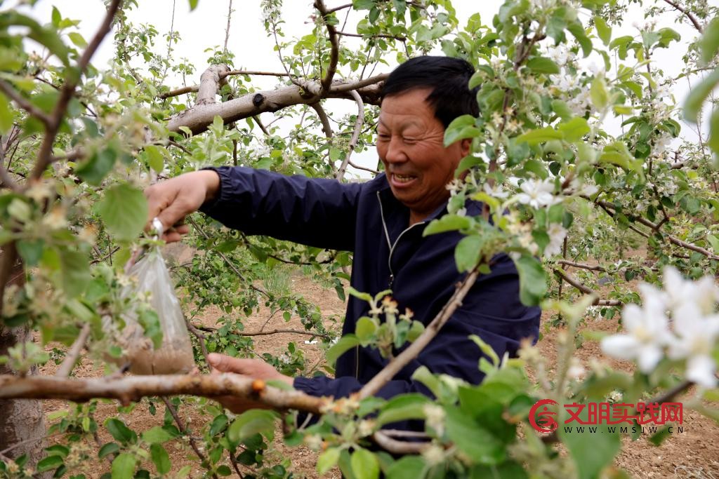 北扩西移，探访我国最大苹果种植区