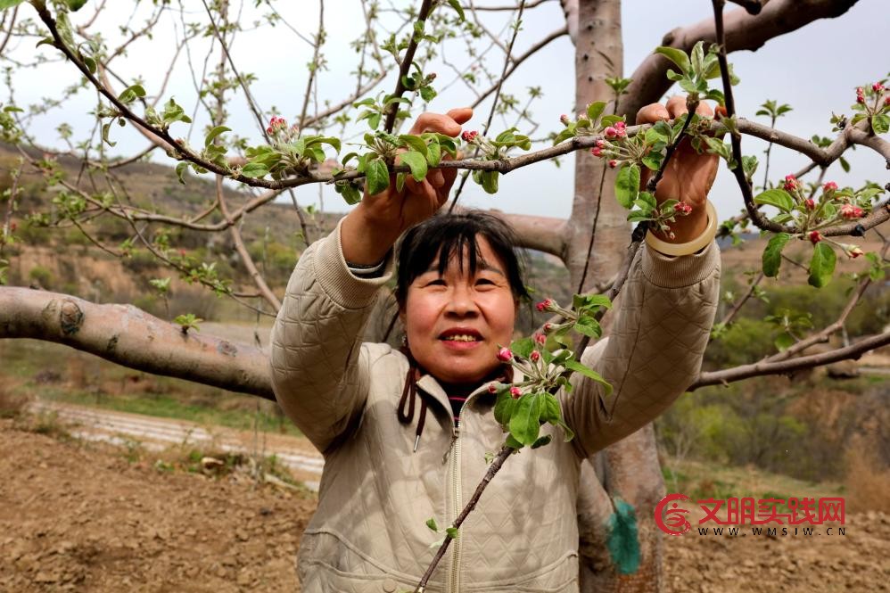 北扩西移，探访我国最大苹果种植区