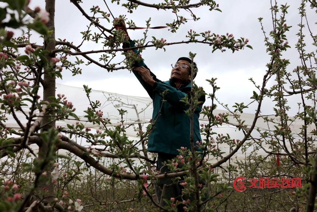 北扩西移，探访我国最大苹果种植区