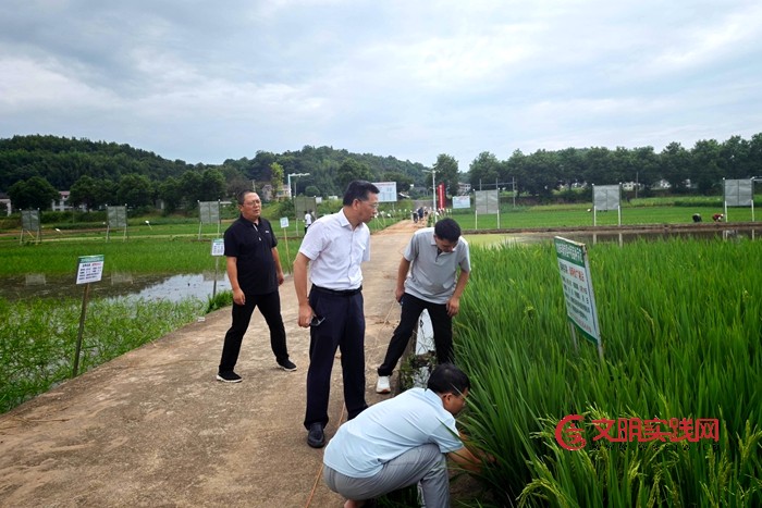 衡南:气象服务进田间,精准护航水稻丰产增收 微信图片_20260723115707_1136_268.jpg